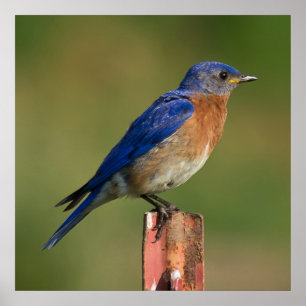 Blauwvogel Poster