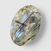 Blauwvogel Ronde Klok (Hoek)