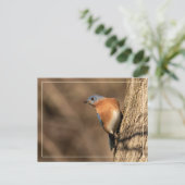 Blauwvogel, Sideways Glance Briefkaart (Staand voorkant)