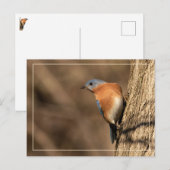 Blauwvogel, Sideways Glance Briefkaart (Voorkant / Achterkant)