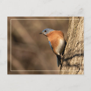 Blauwvogel, Sideways Glance Briefkaart