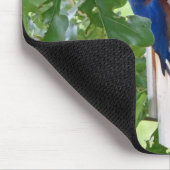 Blauwvogel thuis muismat (Hoek)