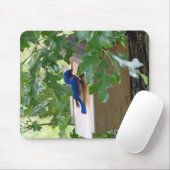 Blauwvogel thuis muismat (Met muis)