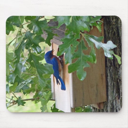 Blauwvogel thuis muismat (Voorkant)