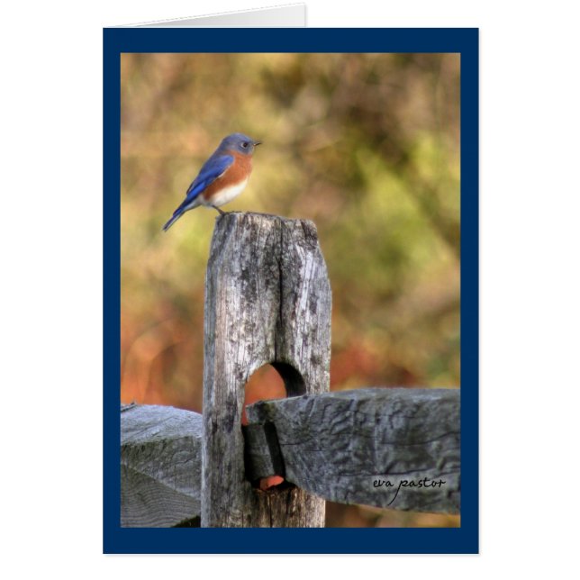 Blauwvogel van geluk ~ Art Mooney (Voorkant)