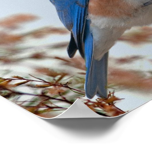 Blauwvogel van geluk poster (Hoek)