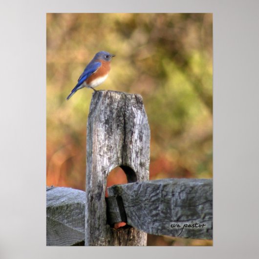 Blauwvogel van geluk - Poster (Voorkant)
