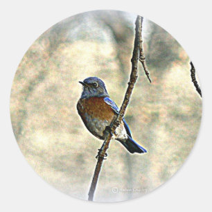 Blauwvogel van geluk ronde sticker