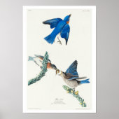 Blauwvogel van het Poster van Audubon (Voorkant)