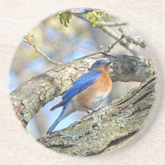 Blauwvogel Zandsteen Onderzetter (Voorkant)