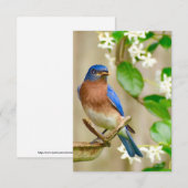 Blauwvogelkaart Natuur Bedankkaart (Voorkant / Achterkant)