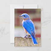 Blauwvogelkaart Natuur Bedankkaart (Voorkant)