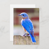 Blauwvogelkaart Natuur Bedankkaart (Voorkant / Achterkant)