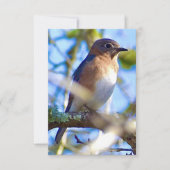 Blauwvogelkaart Natuur Bedankkaart (Voorkant)