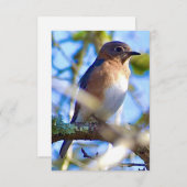 Blauwvogelkaart Natuur Bedankkaart (Voorkant / Achterkant)