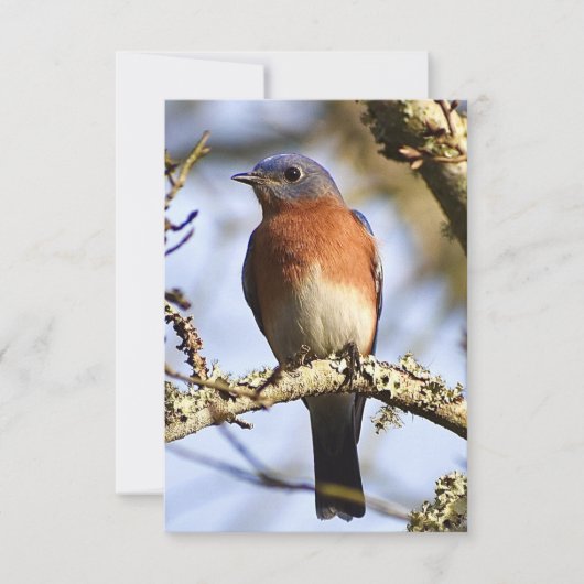 Blauwvogelkaart Natuur Bedankkaart (Voorkant)