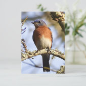 Blauwvogelkaart Natuur Bedankkaart (Staand voorkant)