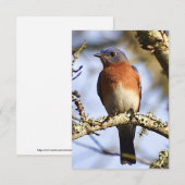Blauwvogelkaart Natuur Bedankkaart (Voorkant / Achterkant)
