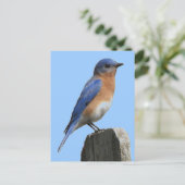 Blauwvogelmannetje Briefkaart (Staand voorkant)