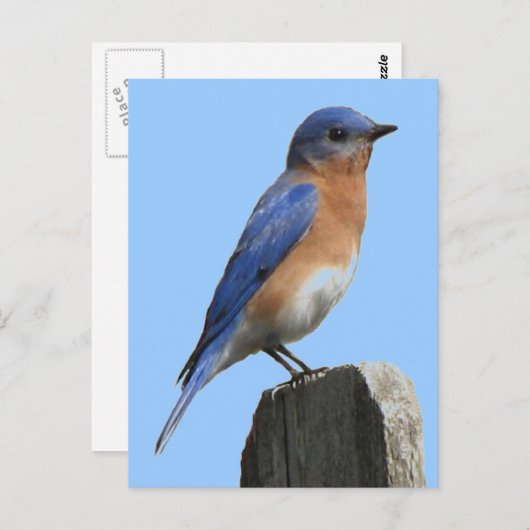Blauwvogelmannetje Briefkaart (Voorkant / Achterkant)