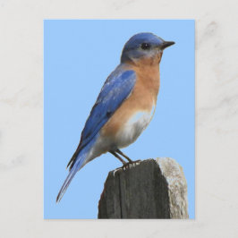 Blauwvogelmannetje Briefkaart