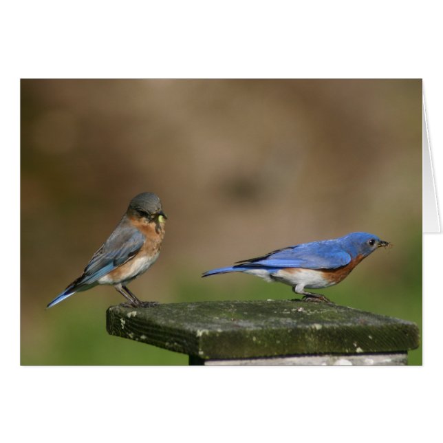 Blauwvogels (Voorkant Horizontaal)