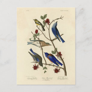 Blauwvogels en Warbler, Amerikaanse vogels van Aud Briefkaart