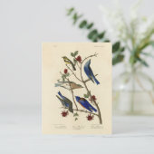 Blauwvogels en Warbler, Amerikaanse vogels van Aud Briefkaart (Staand voorkant)