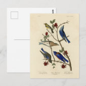Blauwvogels en Warbler, Amerikaanse vogels van Aud Briefkaart (Voorkant / Achterkant)
