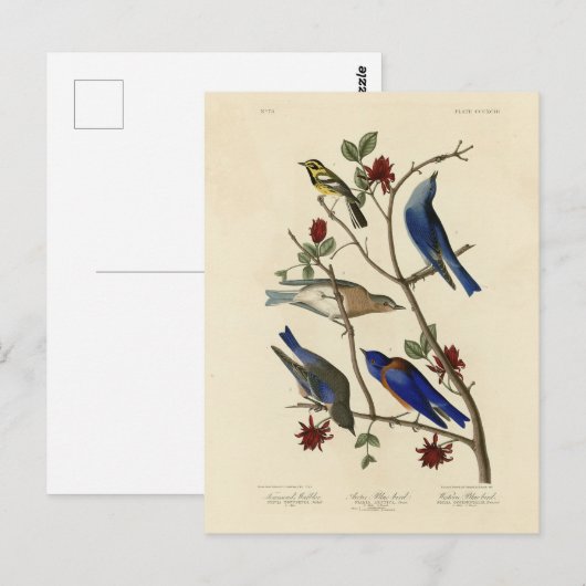 Blauwvogels en Warbler, Amerikaanse vogels van Aud Briefkaart (Voorkant / Achterkant)