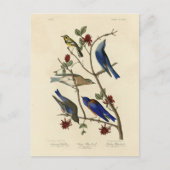 Blauwvogels en Warbler, Amerikaanse vogels van Aud Briefkaart (Voorkant)