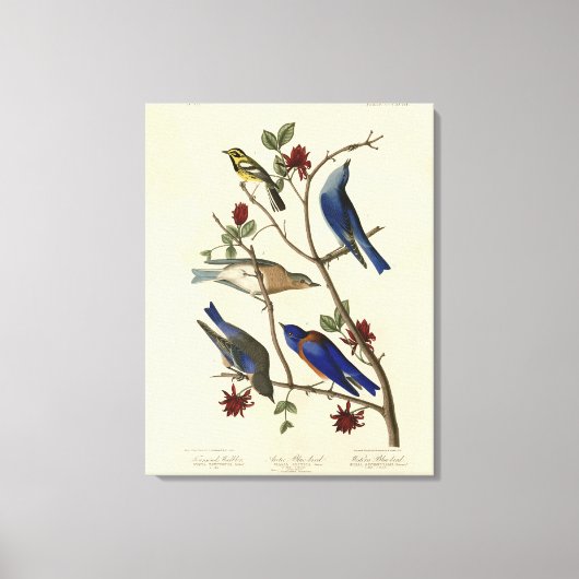 Blauwvogels en Warbler, Amerikaanse vogels van Aud Canvas Afdruk (Voorkant)