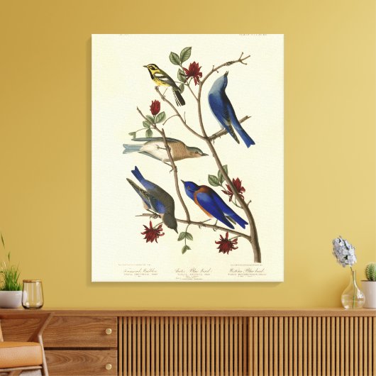 Blauwvogels en Warbler, Amerikaanse vogels van Aud Canvas Afdruk (Insitu (Woonkamer))