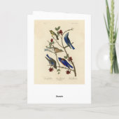 Blauwvogels en Warbler, Amerikaanse vogels van Aud Kaart (Achterkant)