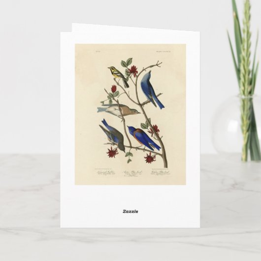 Blauwvogels en Warbler, Amerikaanse vogels van Aud Kaart (Achterkant)