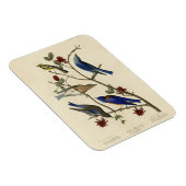 Blauwvogels en Warbler, Amerikaanse vogels van Aud Magneet (Rechterzijde)