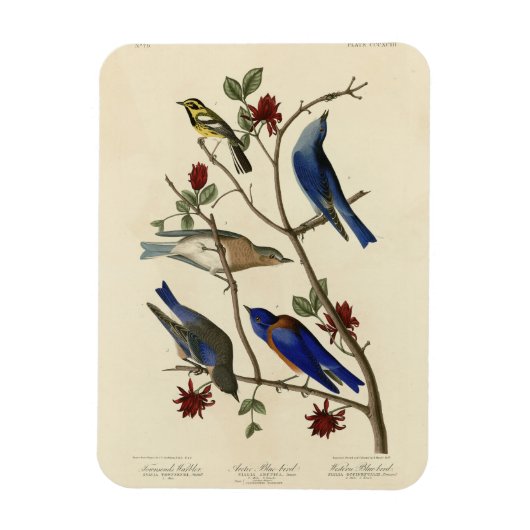 Blauwvogels en Warbler, Amerikaanse vogels van Aud Magneet (Verticaal)