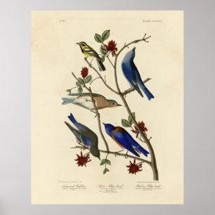 Blauwvogels en Warbler, Amerikaanse vogels van Aud Poster