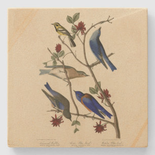 Blauwvogels en Warbler, Amerikaanse vogels van Aud Stenen Onderzetter