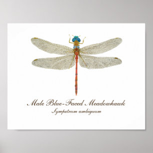 Blauwzijdige Meadowhawk Dragonfly art Poster