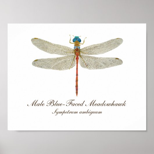 Blauwzijdige Meadowhawk Dragonfly art Poster (Voorkant)