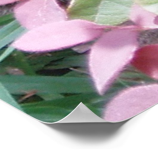 Blaze Cat Eyes Poster (Hoek)