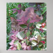 Blaze Cat Eyes Poster (Voorkant)