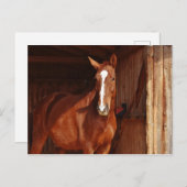 Blaze van bruin paard in Barn Briefkaart (Voorkant / Achterkant)