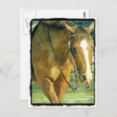 Blaze Westerne paarden Briefkaart (Voorkant / Achterkant)