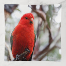 Blazing Red King Parrot