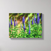 Blazing Star bloemen Canvas Afdruk (Voorkant)