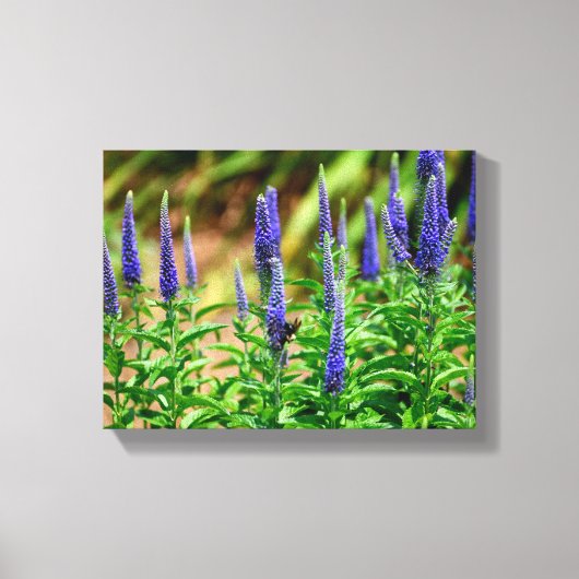 Blazing Star bloemen Canvas Afdruk (Voorkant)