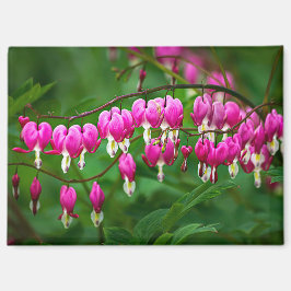 Bleeding Heart Flower Magneet