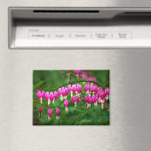 Bleeding Heart Flower Magneet (Insitu (Vaatwasser))